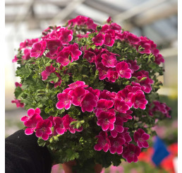 Pelargonium crispum ´pac® Angeleyes® Magenta´  / Muškát anglický, K7