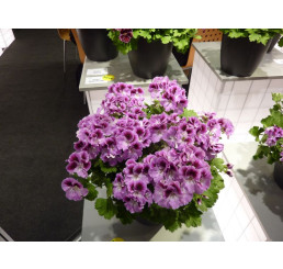 Pelargonium grandiflorum ´pac®Aristo® Orchid´  / Muškát velkokvětý, K7