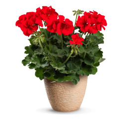 Pelargonium peltatum x zonale pac.TWOinONE® ´Scarlet Kiss´ / Muškát, bal. 6 ks, 6x K7