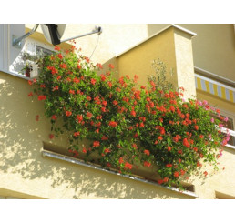 Pelargonium pelt. ´Balcon Imperial´ / Muškát převislý, bal. 6 ks, 6x K7