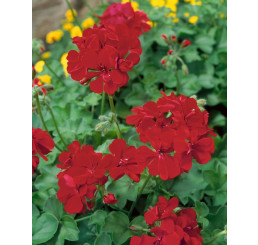 Pelargonium pelt. Happy Face® Velvet Red® / Muškát převislý, K7