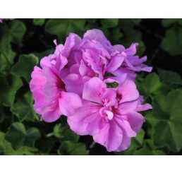 Pelargonium pelt. PAC® ´Amelit´ / Muškát převislý, bal. 6 ks sadbovačů