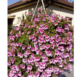 Pelargonium crispum Angeleyes® ´Bicolor´ / Muškát anglický, bal. 3 ks, 3xK7