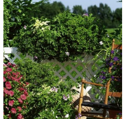 Pelargonium citr. ´Moskito Schocker´ / Muškát odpuzující komáry, K7