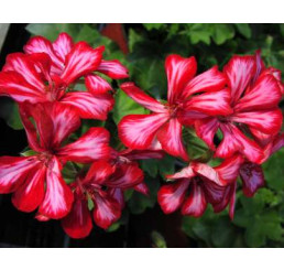 Pelargonium pelt. PAC® ´Global Stars and Stripes´ / Muškát převislý, bal. 3 ks, 3x K7