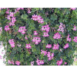 Pelargonium p. ´Acapulco´ / Muškát převislý, bal. 6 ks, 6x K7