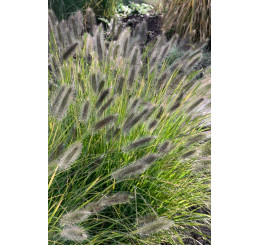 Pennisetum alopecuroides ´Black Beauty´ / Dochan psárkovitý, K9