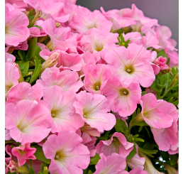 Petunia Bingo®´Pink Morn´ / Petunie, bal. 6 ks sadbovačů