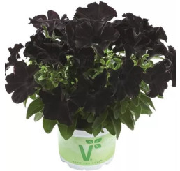 Petunia Patia® ´Back to Black´ / Petunie, K7