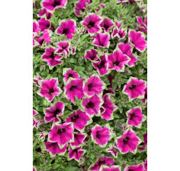 Petunia ´Cascadias Pitaya / Petunie, K7