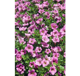 Petunia hybr. Littletunia™ Pink´ / Petúnie, bal. 6 ks, 6x K7