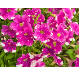 Petunia Splash Dance ® Rumba Rose / Petúnie, bal. 3 ks, 3x K7
