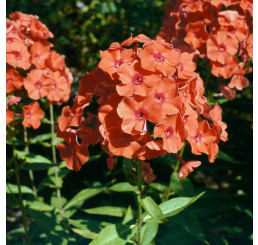 Phlox paniculata 'Adessa® Orange' / Plamenka latnatá, K9