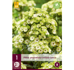 Phlox paniculata ´Orchid Green´ / Plaménka , I.
