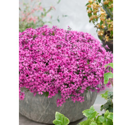 Phlox subulata ´Samson´ / Plamenka šídlovitá, K9