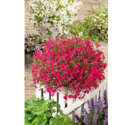 Phlox subulata 'Atropupurea'  / Plamenka šídlovitá , K9