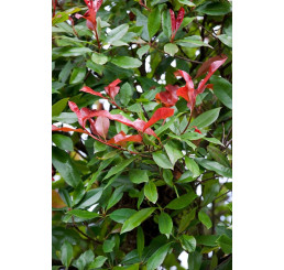 Photinia fraseri ´Little Red Robin´ / Blýskalka, C3