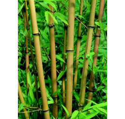 Phyllostachys aureocaulis / Pabambus žlutý, 60-80 cm, C20