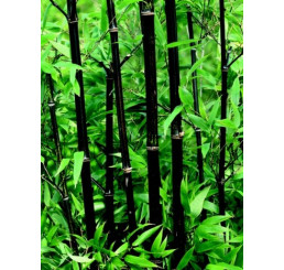 Phyllostachys nigra/ Pabambus černý, 60-80 cm, C5