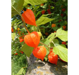 Physalis alkekengi ´Zwerg´ / Mochyně židovská , K13