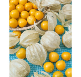 Physalis peruviana ´Goldvital´® / Mochyně peruánská / Peruánska třešeň, K7
