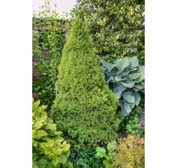 Picea glauca ´Conica´ / Smrk sivý kuželovitý, 15-20 cm, C1,5
