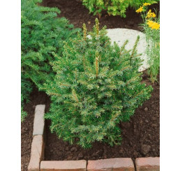Picea omorika ´Nana´ / Smrk omorika zakrslý, 50-60 cm, C10