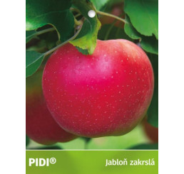 Malus ´PIDI®´/ Jabloň zakrslá, M26, C6, 100-140 cm