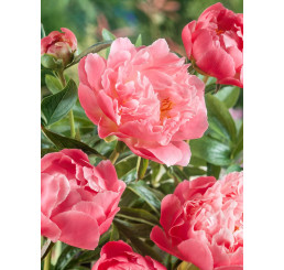 Paeonia ´Pink Hawaiian Coral´ / Pivoňka, 2/3