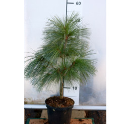 Pinus schwerinii ´Wiethorst´/ Borovice, 50+ cm, C15