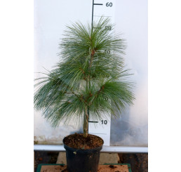 Pinus schwerinii ´Wiethorst´/ Borovice , 10-15 cm, K9