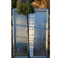 Pinus strobus ´Green Curls´ / Borovice na kmínku, 80-120 cm, C7,5