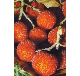 Arbutus unedo / Planika / Jahodový strom, 30-40 cm, C5