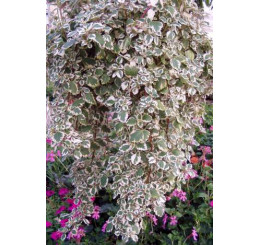 Plectranthus coleoides / Plektrant / Moud, bal. 3 ks, 3xK7