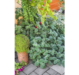 Plectranthus amboinicus ´Malibu®´ / Rýmovník, K9