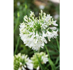 Agapanthus africanus ´Polar Ice´ / Kalokvět africký, C2