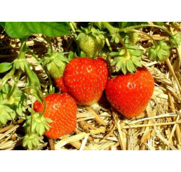 Fragaria ananassa ´Polka´ / Jahodník středně raný, bal. 10 ks, VK