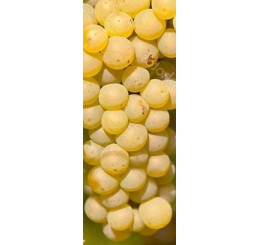 Vitis vinifera ´Pölöskei Muskat / Hrozny / Réva vinná , 100 cm, vyváz., C2
