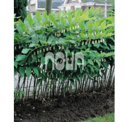Polygonatum multiflorum / Kokořík mnohokvětý, K9