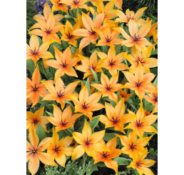 Tulipa praestans ´Shogun´ / Tulipán, bal. 10 ks, 9/+