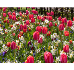 Směs tulipánů a narcisů ´PRESTIGE´ , bal. 100 ks, I, XXL
