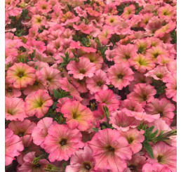 Petunia Prettytoonia®´Apricot´ / Petunie, bal. 3 ks, 3x K7