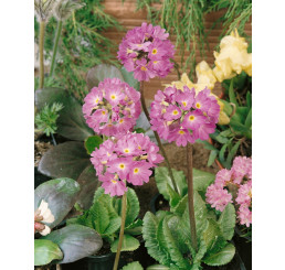Primula denticulata ´Lilac´ / Petrklíč / Prvosenka zoubkatá, K9