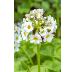 Primula japonica 'Alba'  / Petrklíč/ Prvosenka japonská, K9