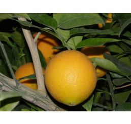 Citrus sinensis ´Prostějovský /Pomeranč, 25-40 cm, C2