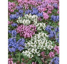 Prunella grandiflora ´Alba´ / Černohlávek velkokvětý, K9