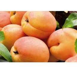 Prunus armeniaca ´Early Orange´ / Meruňka, myr.