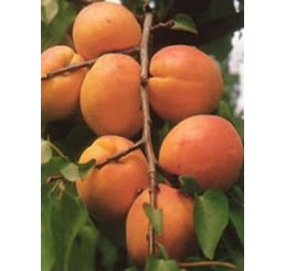 Prunus armeniaca ´Ceglédi óriás´ / Meruňka ´Obr z Ceglédu´, myr., VK