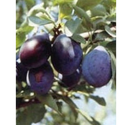 Prunus domestica ´Diana´ / Slivoň, wangenheim