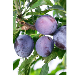 Prunus domestica  ´Toptaste´ / Slivoň podzimní velkoplodá, myr.